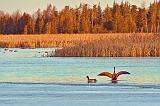 Geese In The Swale_07520